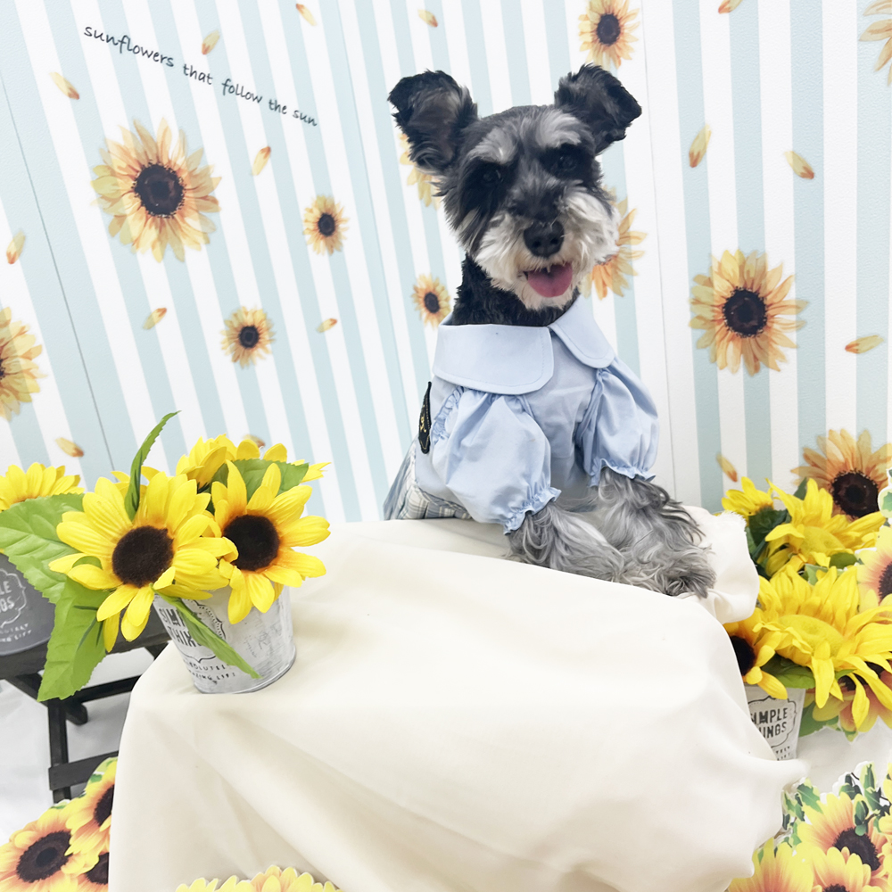 生徒とモデル犬の写真撮影会①